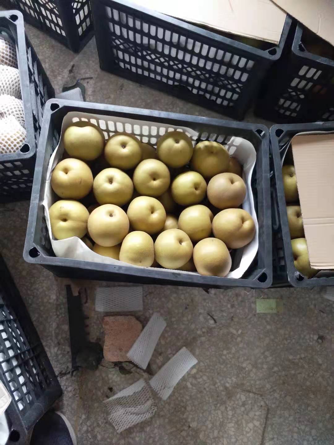 圆黄梨 砀山果园直发 圆黄梨按需包装 一件代发