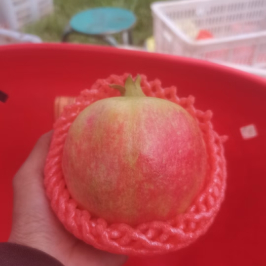 会理市会理突尼斯软籽石榴