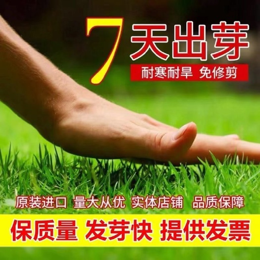 沭阳县早熟禾种子