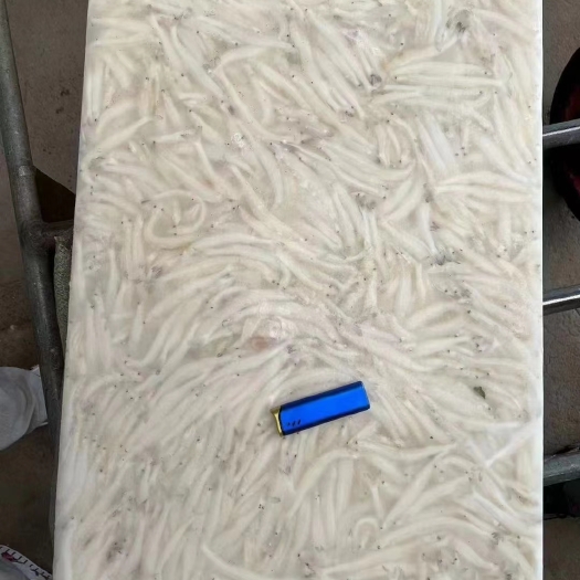 银鱼面条鱼面条鱼淡水面条鱼