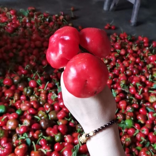 霍山县红灯笼辣椒