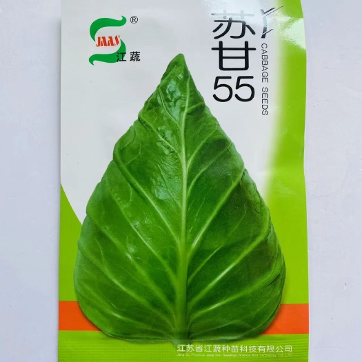 沭阳县甘蓝种子苏甘55甘蓝种子牛心甘蓝品种耐热性好品质佳牛心甘蓝种