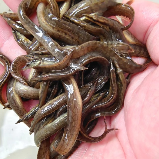 南宁刺鳅鱼苗，技术支持，技术跟踪，可实地学习。