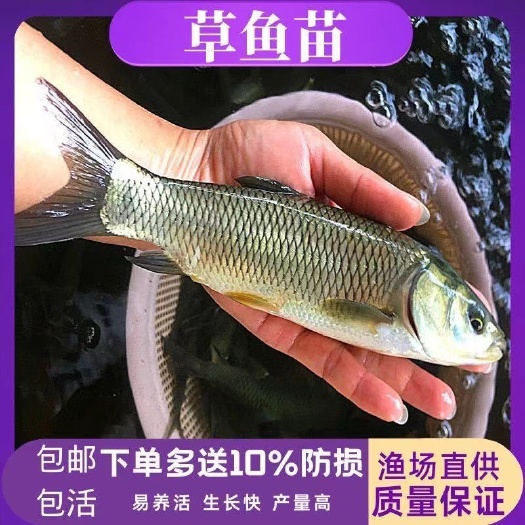 灌云县草鱼大小规格齐全批发零售