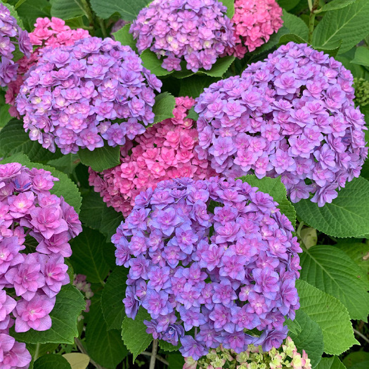 武汉绣球花 品种多 盆栽苗