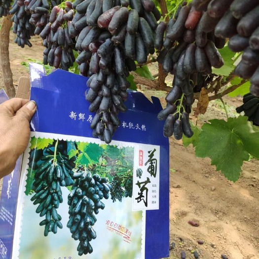 中牟县蓝宝石葡萄