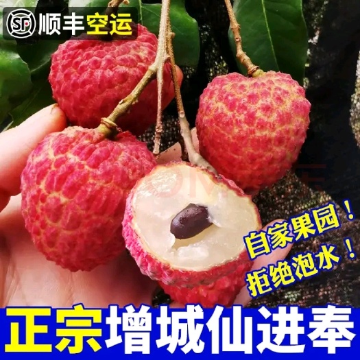 广州四川+增城原产仙进奉，肉厚核小、蜜香多汁！广东珠江台权喴报道