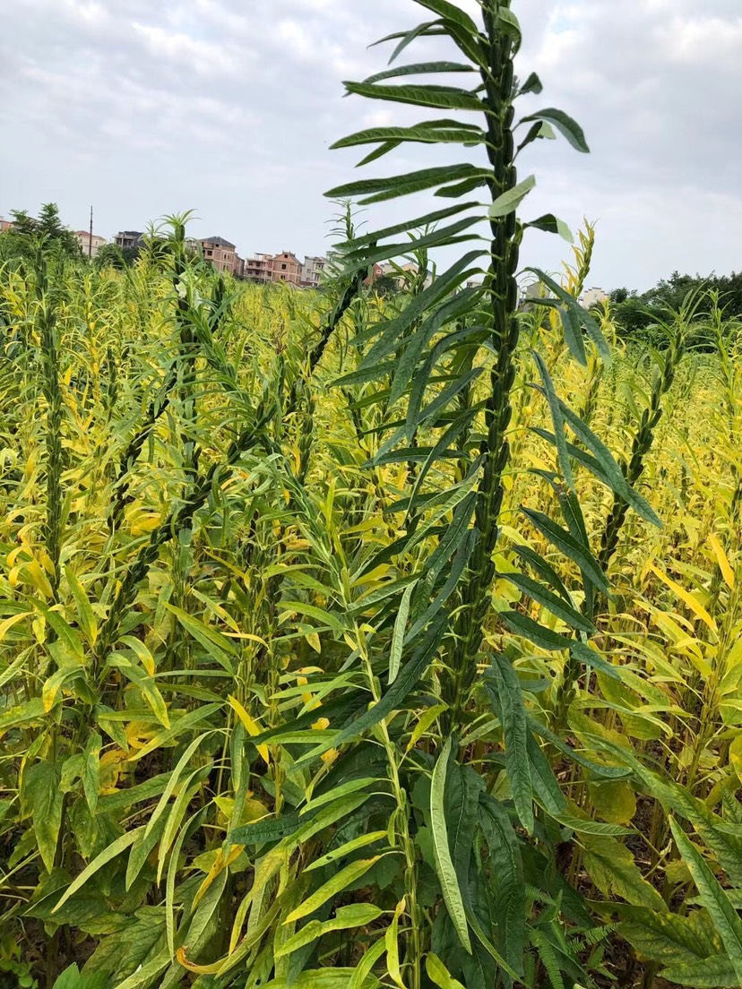 江西小粒黑芝麻，今年新芝麻。质量保证，信誉至上。