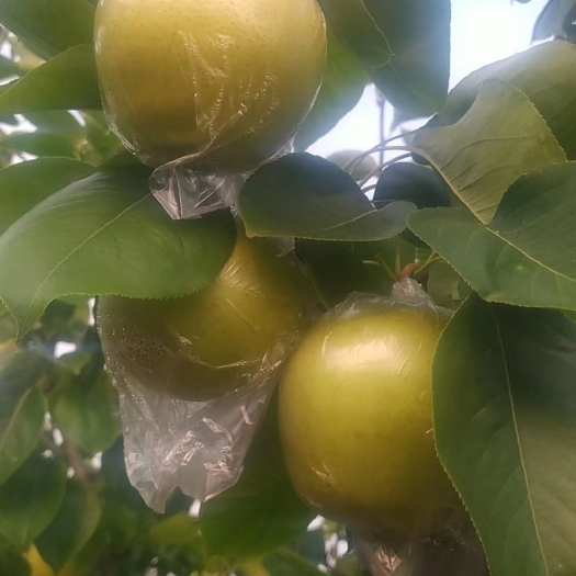 阳信县阳信皇冠梨，个大皮薄，甘甜多汁，有意者联系