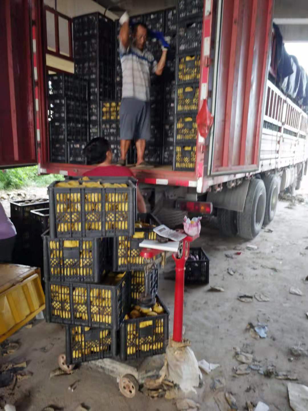 圆黄梨 砀山果园直发 圆黄梨按需包装 一件代发