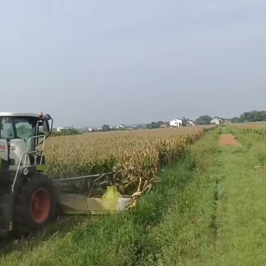 襄樊全株玉米青储！散装包上车！双30标准！