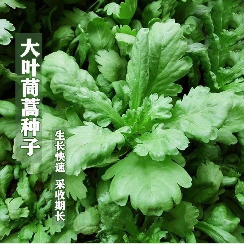 大叶茼蒿种子皇帝菜春夏秋四季盆栽大田青菜种籽茼蒿菜籽种孑大全