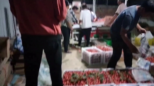 西安圣女果