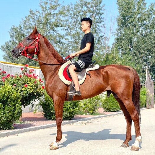供应纯血马哪里有一匹温顺能骑骑乘大马多少钱一匹德保矮马活体
