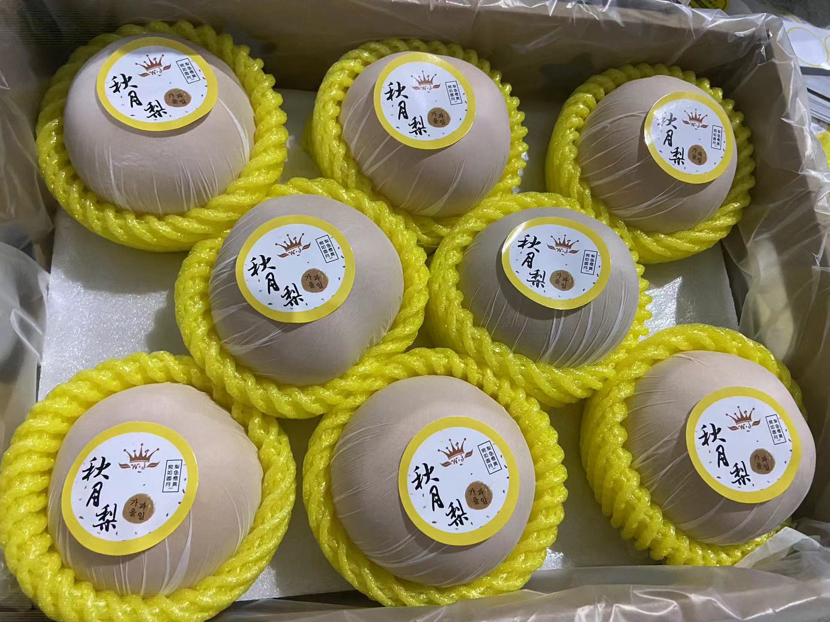 山东冠县（精品）秋月梨