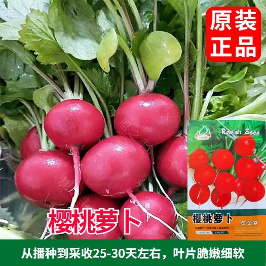 樱桃萝卜种子水果种子小萝卜四季播种蔬菜种子萝卜种子阳台盆栽