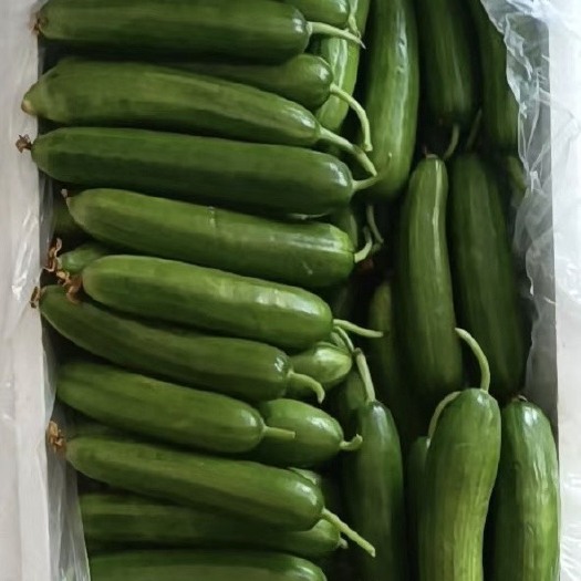 宁陵县精品小黄瓜