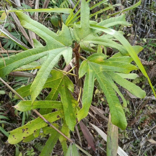 龙川县纯五指毛桃