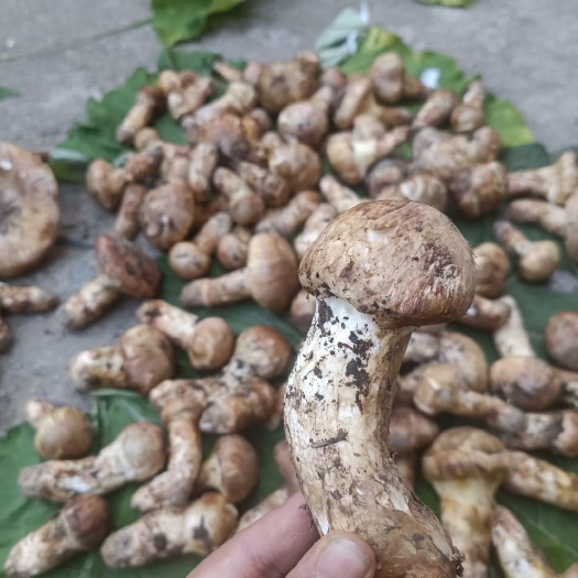 小金县野生的小金松茸(蘑菇)