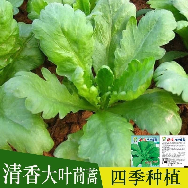 大叶茼蒿种子皇帝菜春夏秋四季盆栽大田青菜种籽茼蒿菜籽种孑大全