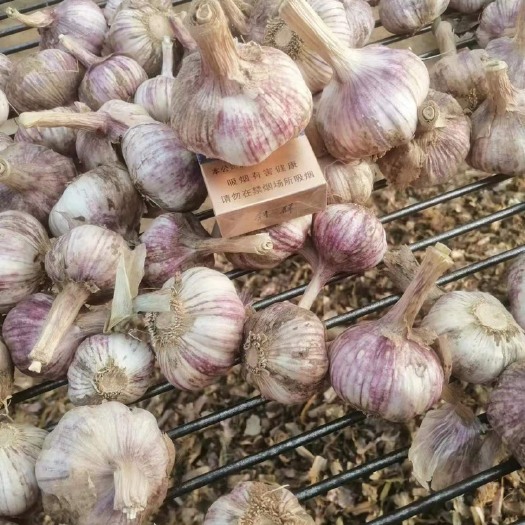 杞县杞县紫皮大蒜，常年代加工大蒜