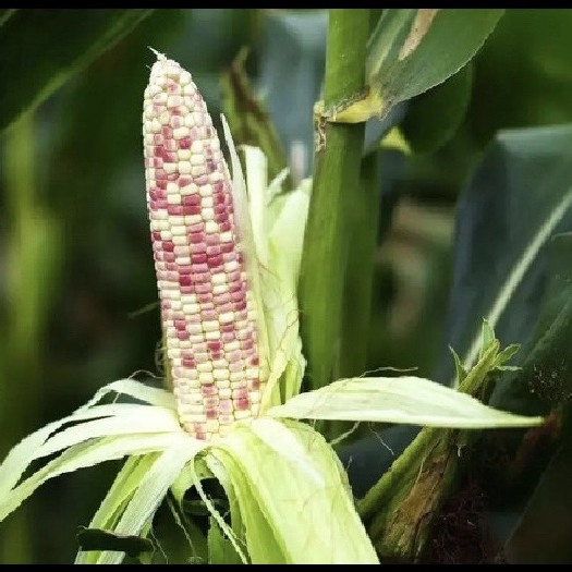 巴林右旗水果玉米 甜玉米 花玉米 甜糯米