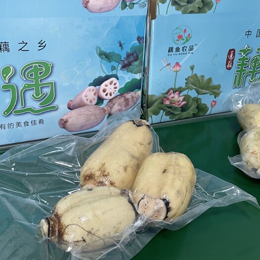 嘉兴粉藕