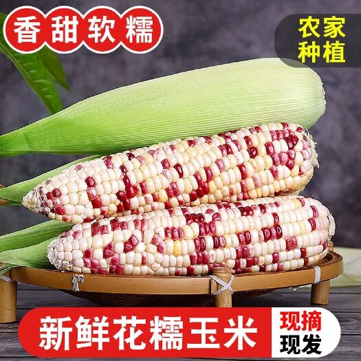 上林县新鲜花糯玉米棒甜玉米农家黏玉米水果玉米带皮