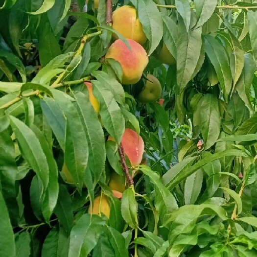 菏泽黄桃