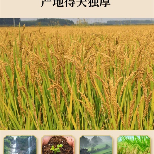 泰顺县温州梯田红米大米高山杂粮红糙米山友米