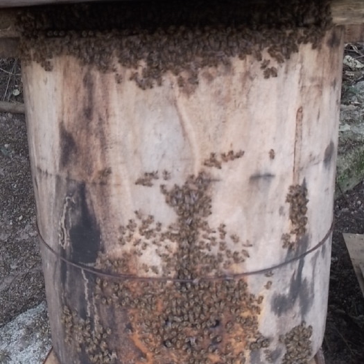 重庆市土圆桶蜂蜜