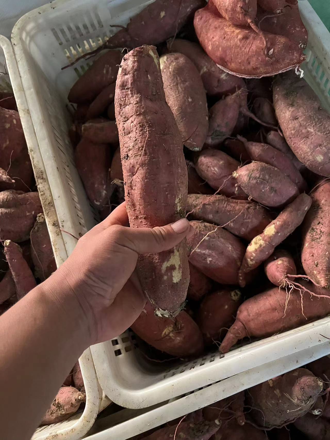 板栗薯，红皮黄心，济26红薯口感软糯香，现挖现发，货源充足，