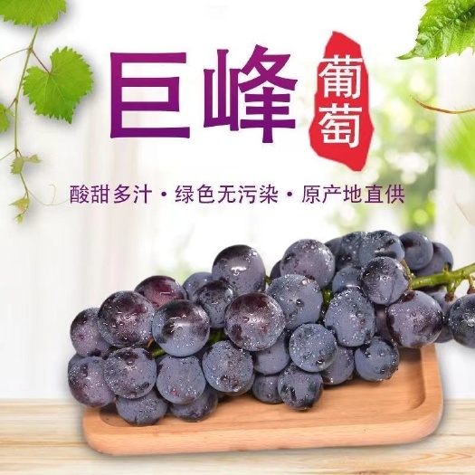 运城山西巨峰葡萄大量上市