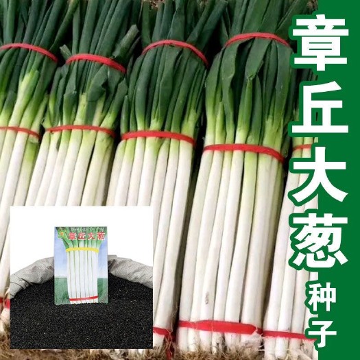 邵东市山东章丘大葱种子铁杆大梧桐四季葱种子量蔬菜种种子