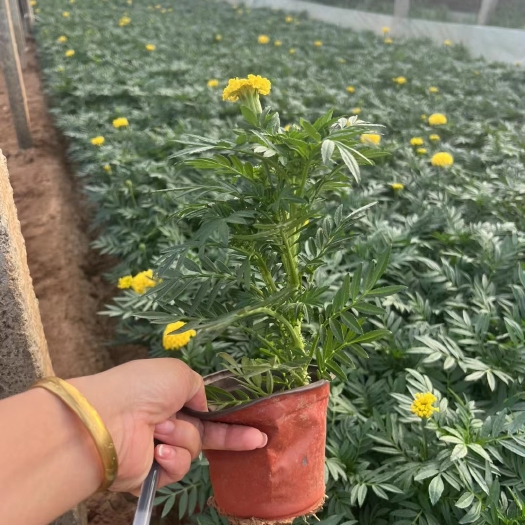 义乌市非洲万寿菊蓝目菊幌菊喜林草
