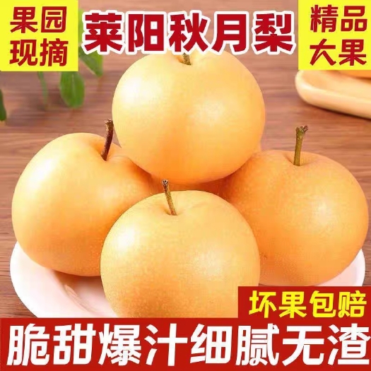 莱阳市莱阳秋月梨。产地批发，代购，电商代发。
