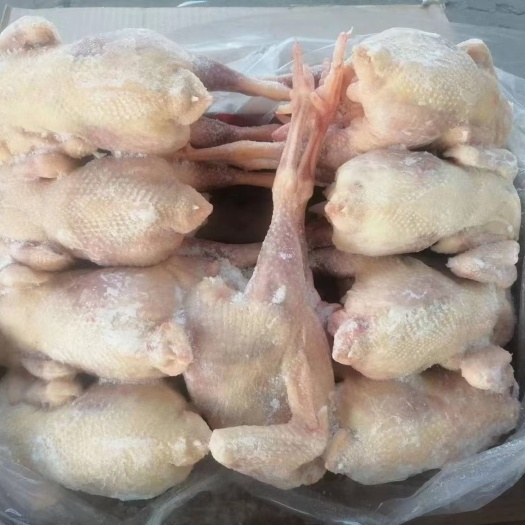 郑州东北红毛老母鸡，郑州现货，一级品质，海兰褐品种