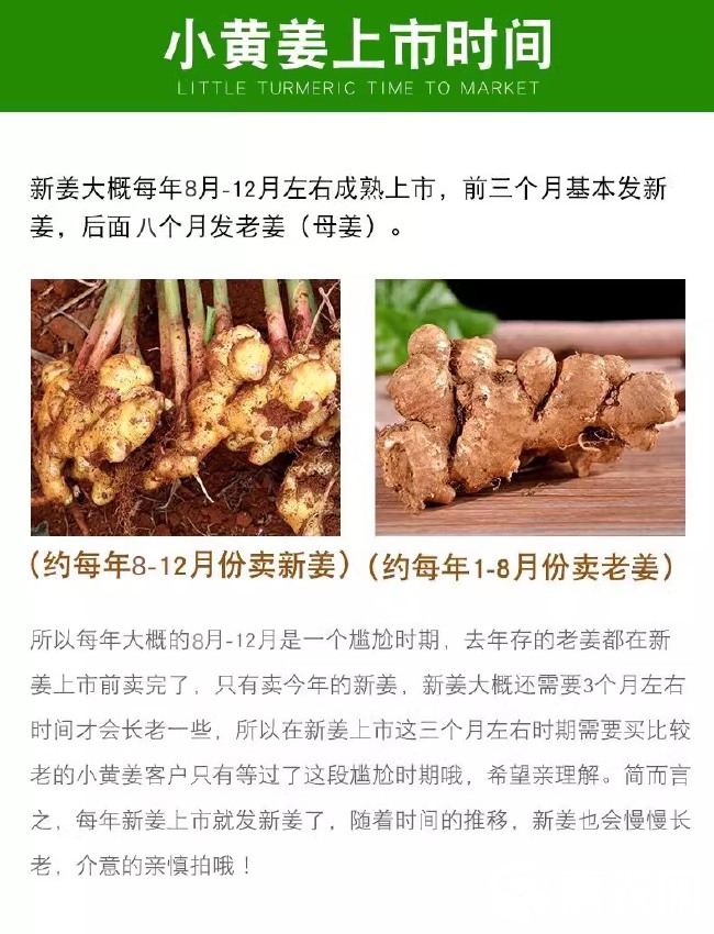 云南新鲜生姜黄姜老姜5斤精选鲜嫩姜老姜新鲜蔬菜姜一件代发