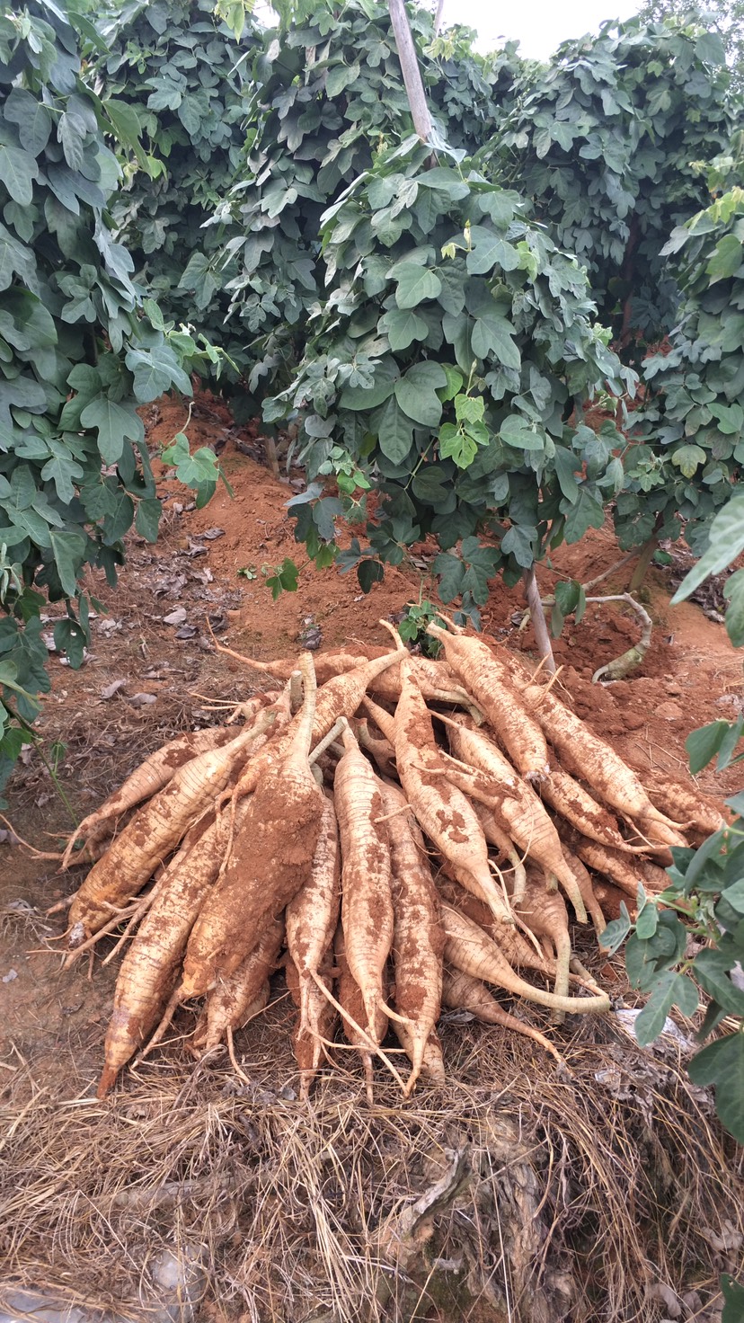 廣西桂林菜葛粉葛根批發(fā)