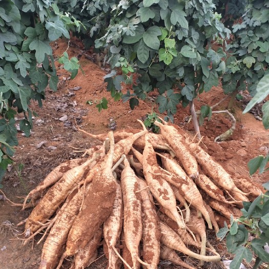 桂林广西桂林菜葛粉葛根批发
