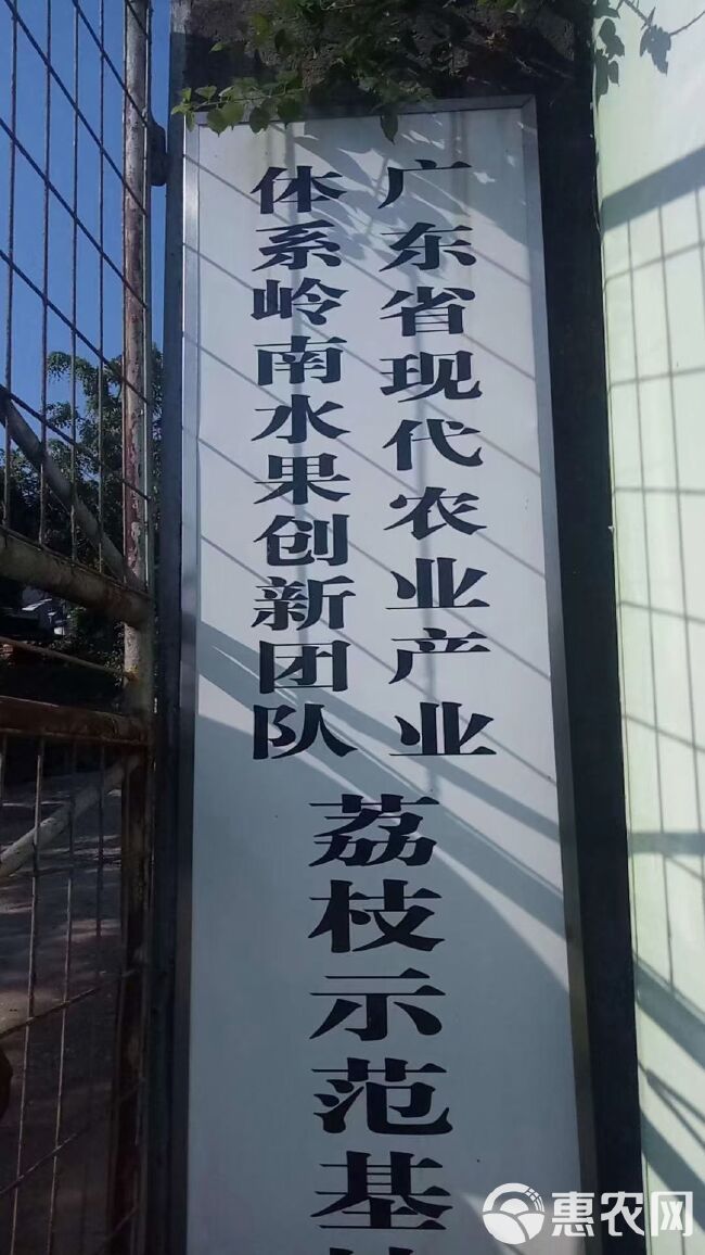 增城/东莞原产+正综观音绿和观音红，肉厚核小清香，顺丰包邮！