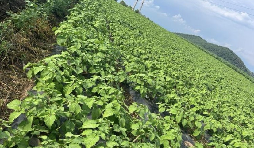 蛟河市世代农民，商品姑娘果，果大，粒圆，新鲜可质检，假一退三