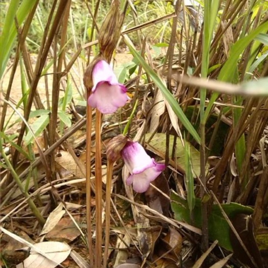 菰  土仙芝  量大优惠