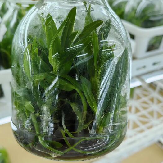 荥阳市铁皮石斛瓶苗一年苗二年苗三年苗