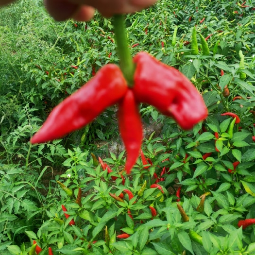 石阡县辣椒王，艳椒，子弹头