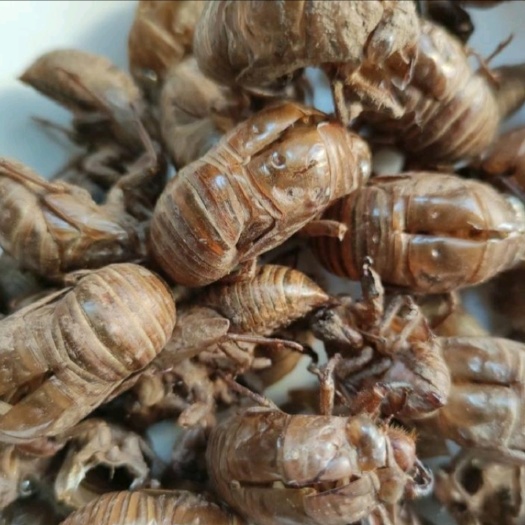 虫退 蝉退 蝉壳 蝉脱