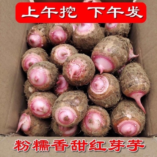 永康市浙江金华红芽毛芋批发零售