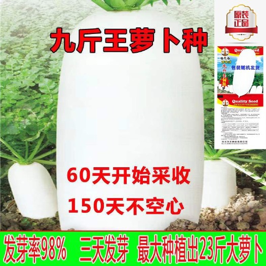 长沙九斤王大白萝卜种子新品种早熟杂交萝卜籽耐热抗寒耐寒四季不空心
