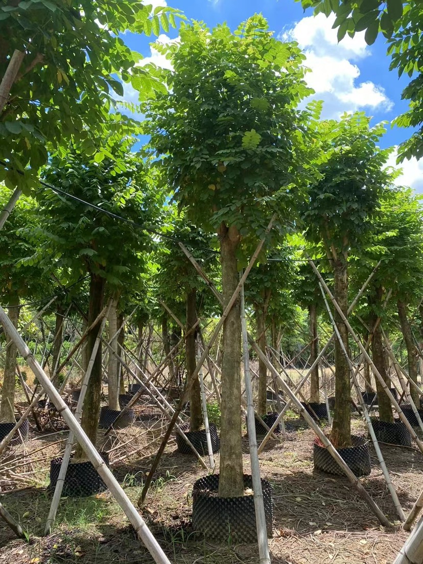 揭阳火焰木，18分，20分