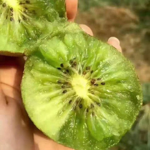 淄博博山猕猴桃